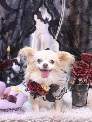 20231028チャッピーちゃん